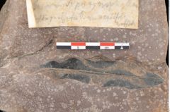 Foto (Detailsansicht) von Quercus palaeoilex Ettingshausen (NHMW-GEO-2024-0188-0781)
